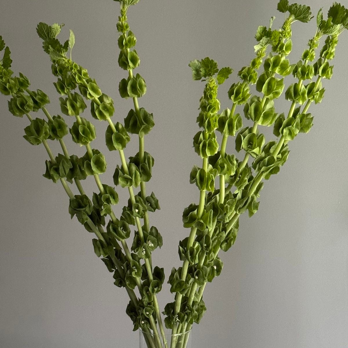 Moluccella