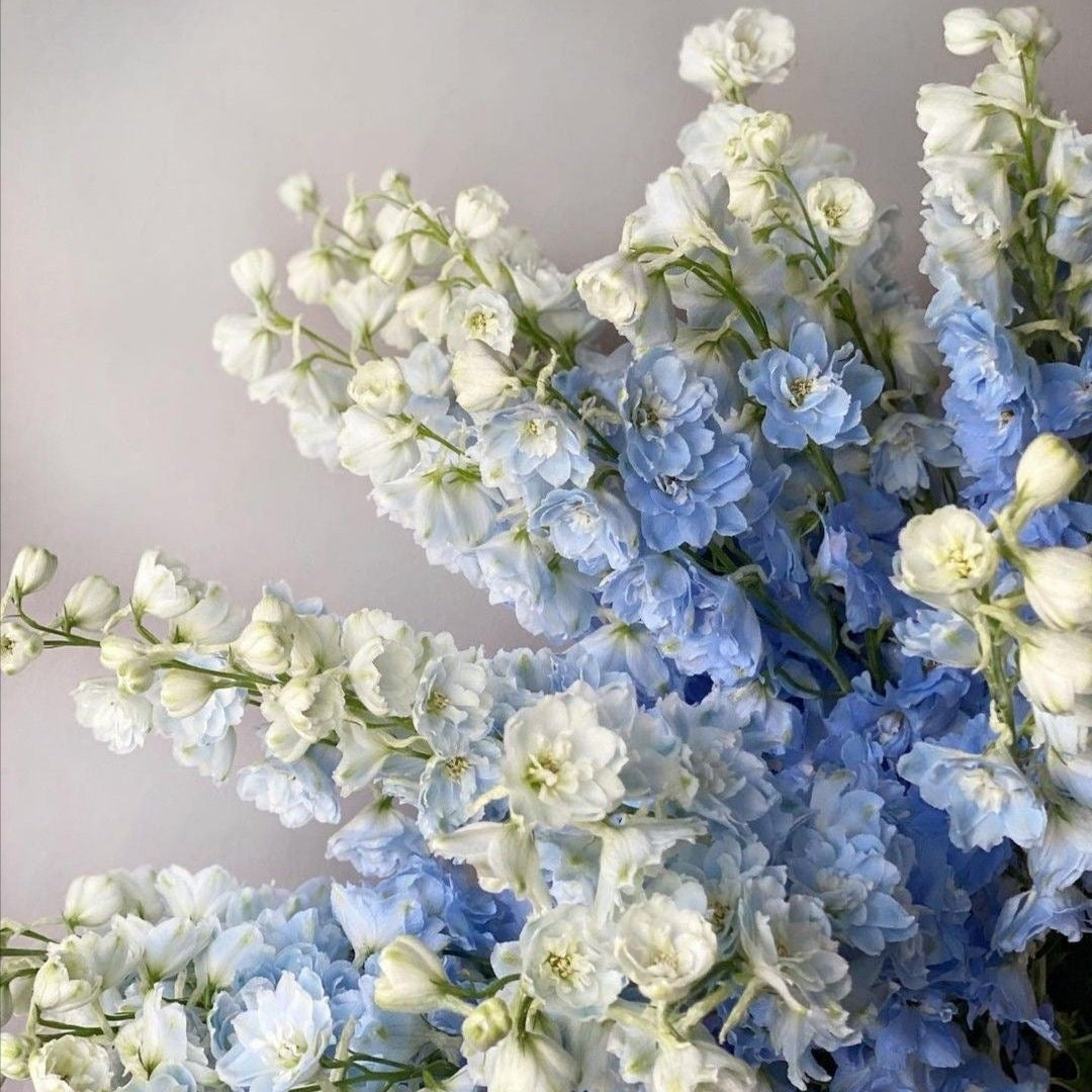Delphinium
