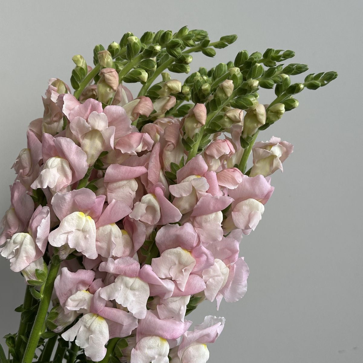 Antirrhinum mix