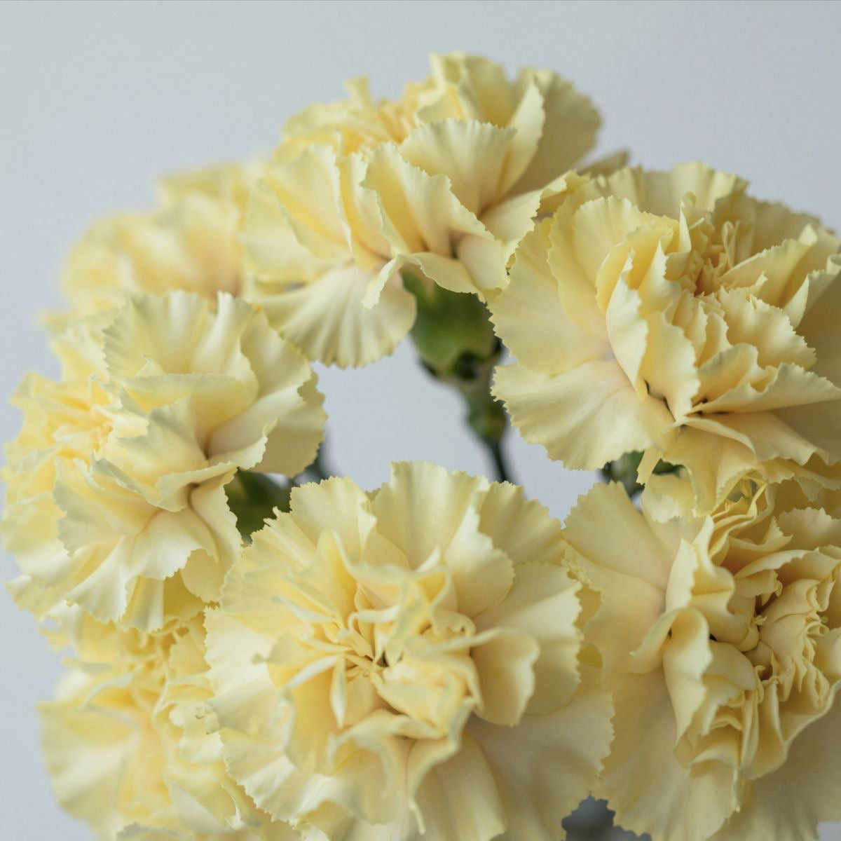 Dianthus