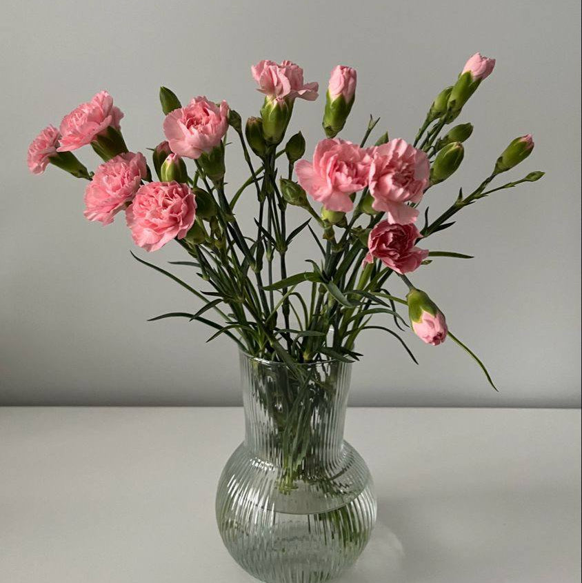 Spray dianthus