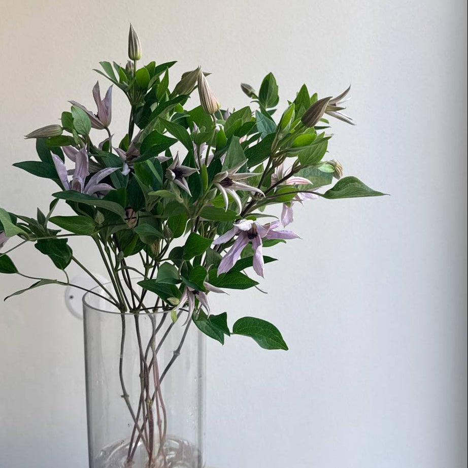 Clematis