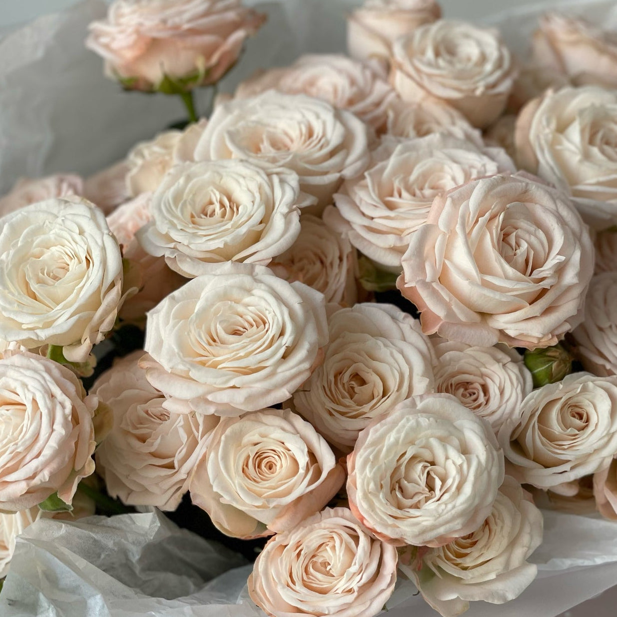 Spray roses Bombastic
