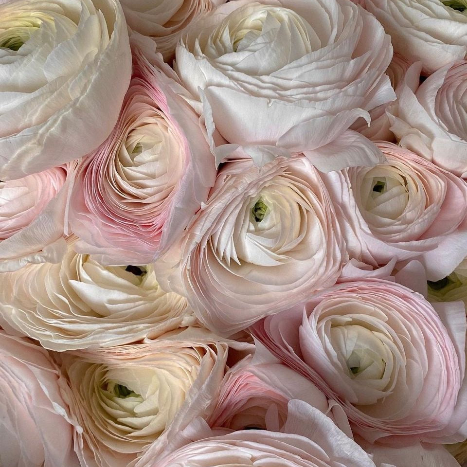 Ranunculus