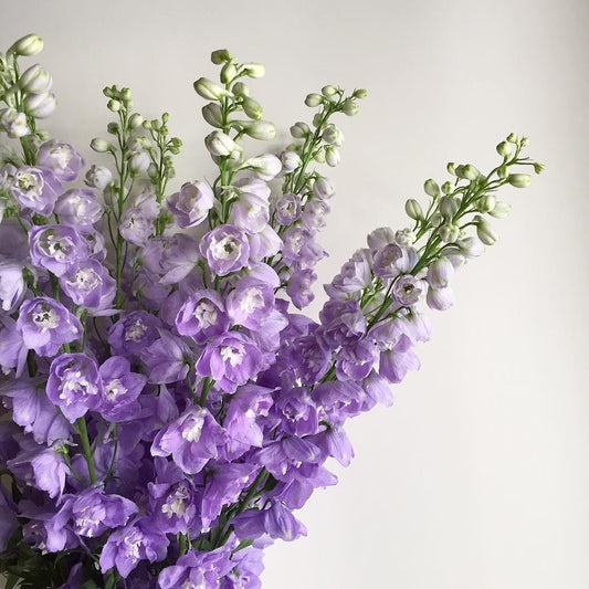 Delphinium