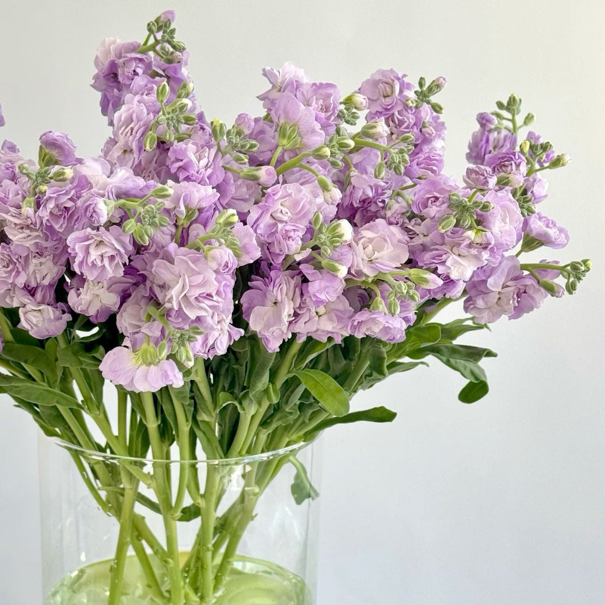 Matthiola