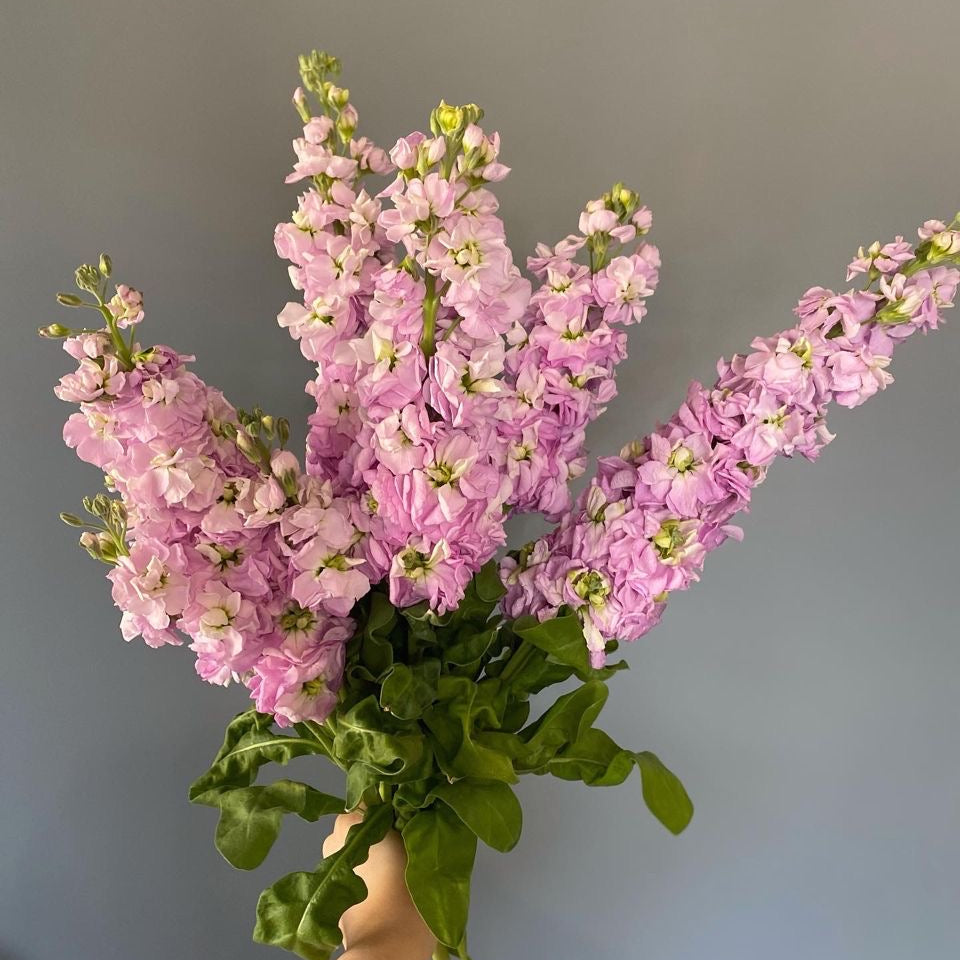 Matthiola