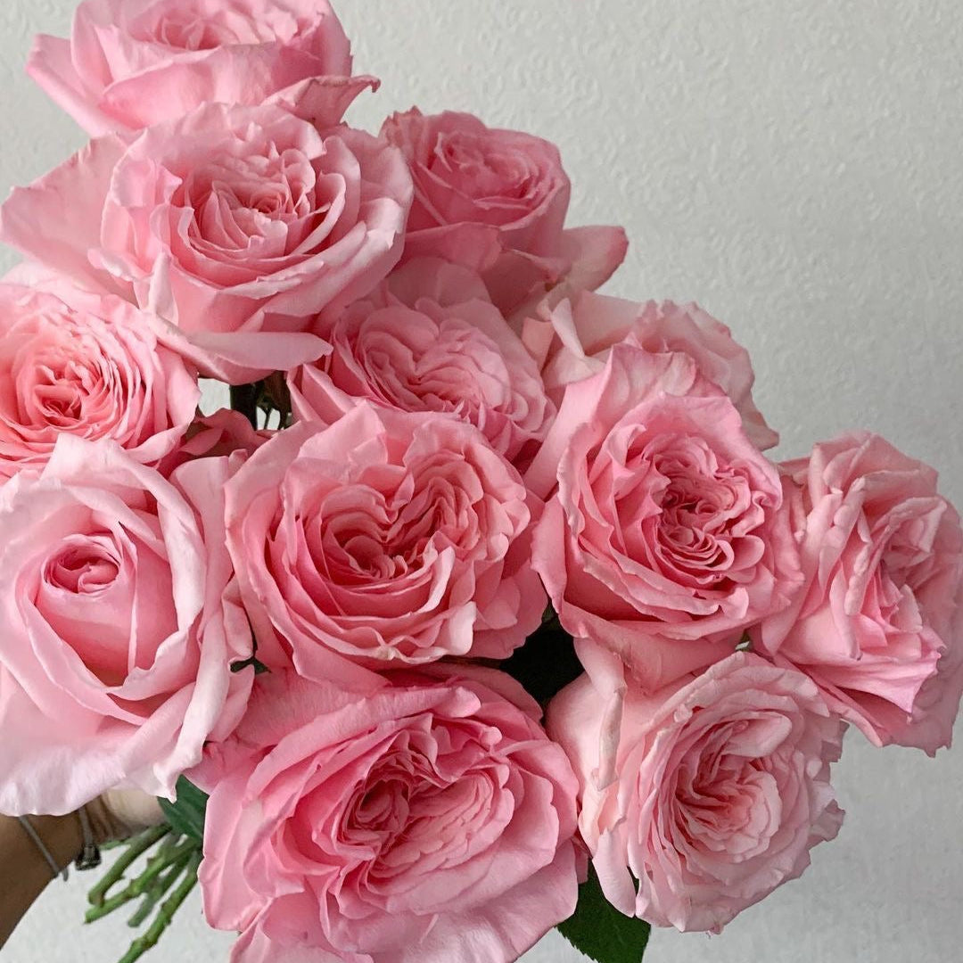 Roses Pink O’Hara