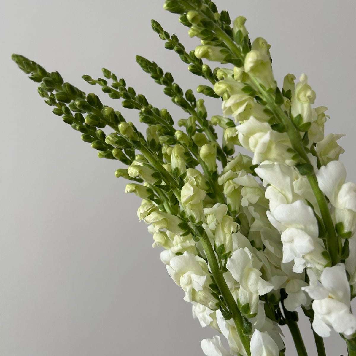 Antirrhinum