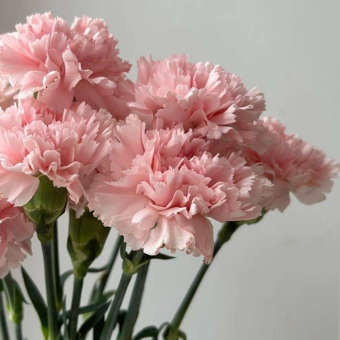 Dianthus