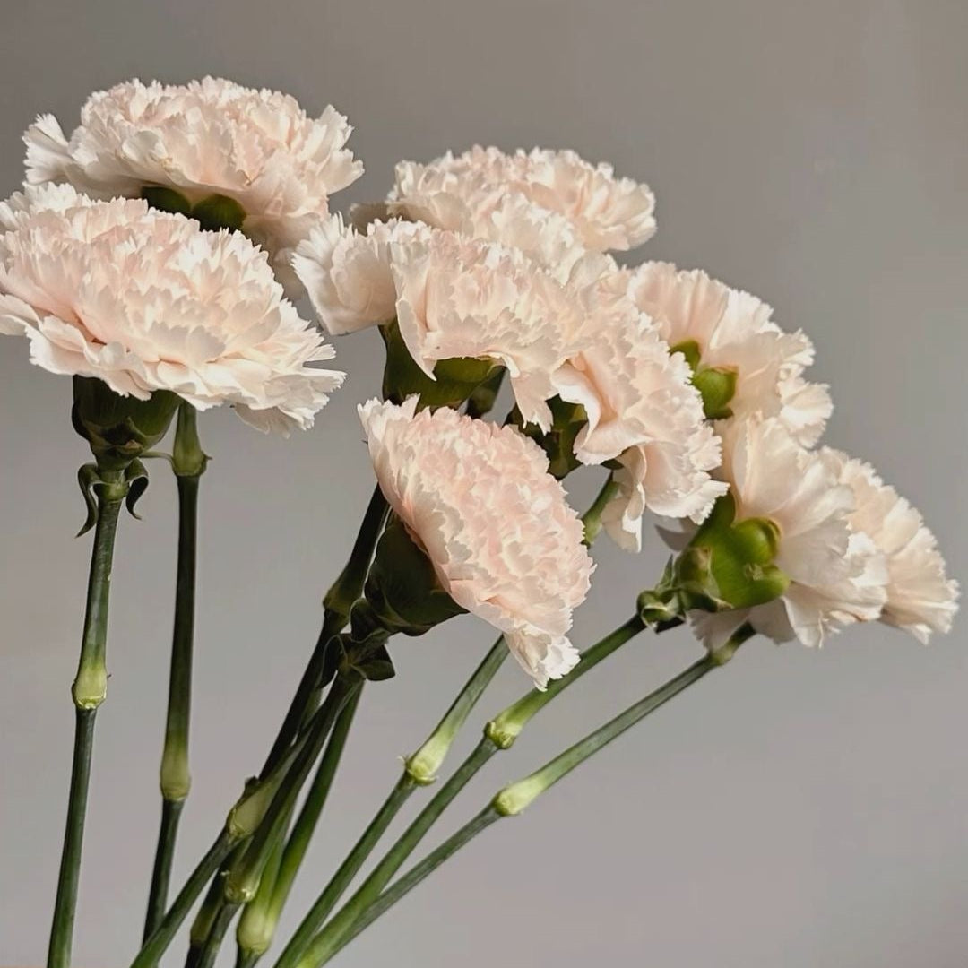Dianthus