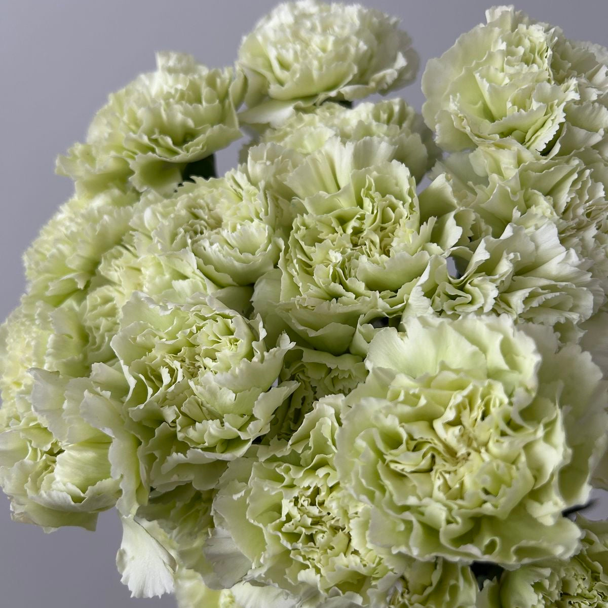 Dianthus