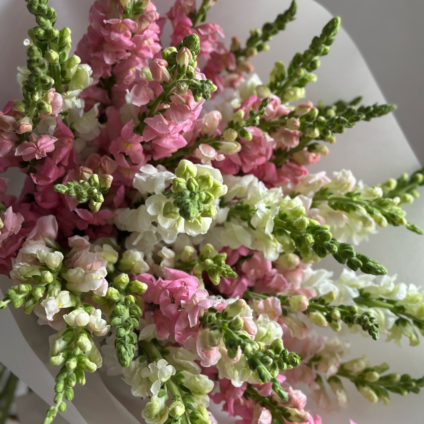 Antirrhinum mix