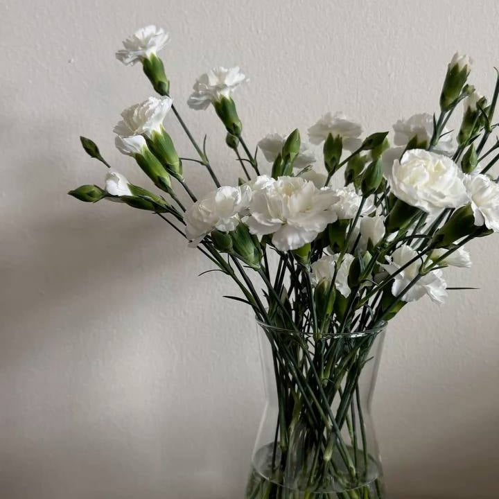 Spray dianthus
