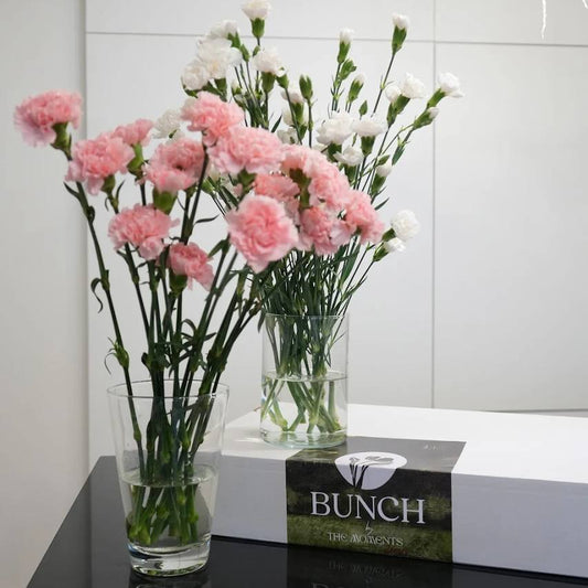 Dianthus