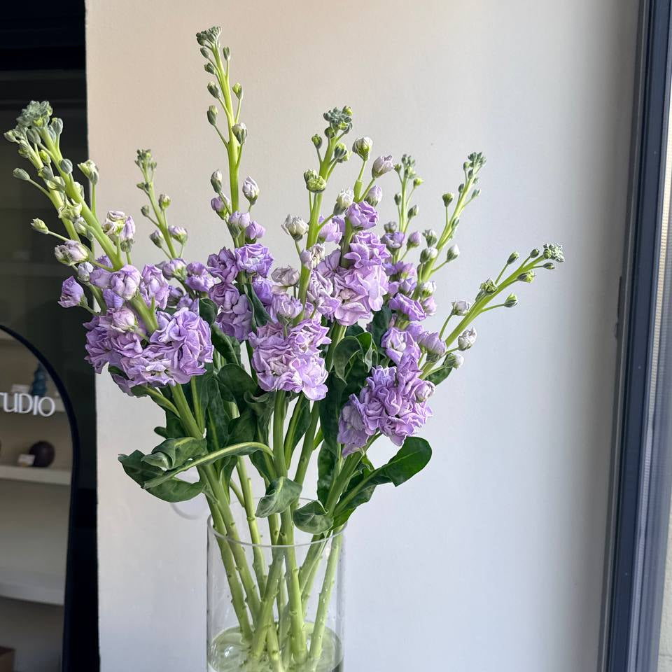 Matthiola