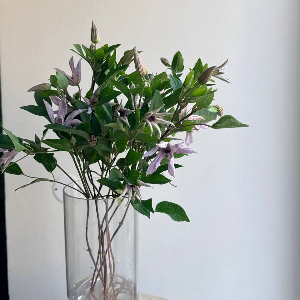 Clematis