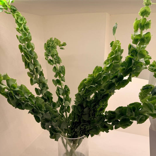 Moluccella