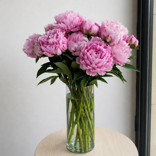 Peonies Sarah Bernhardt