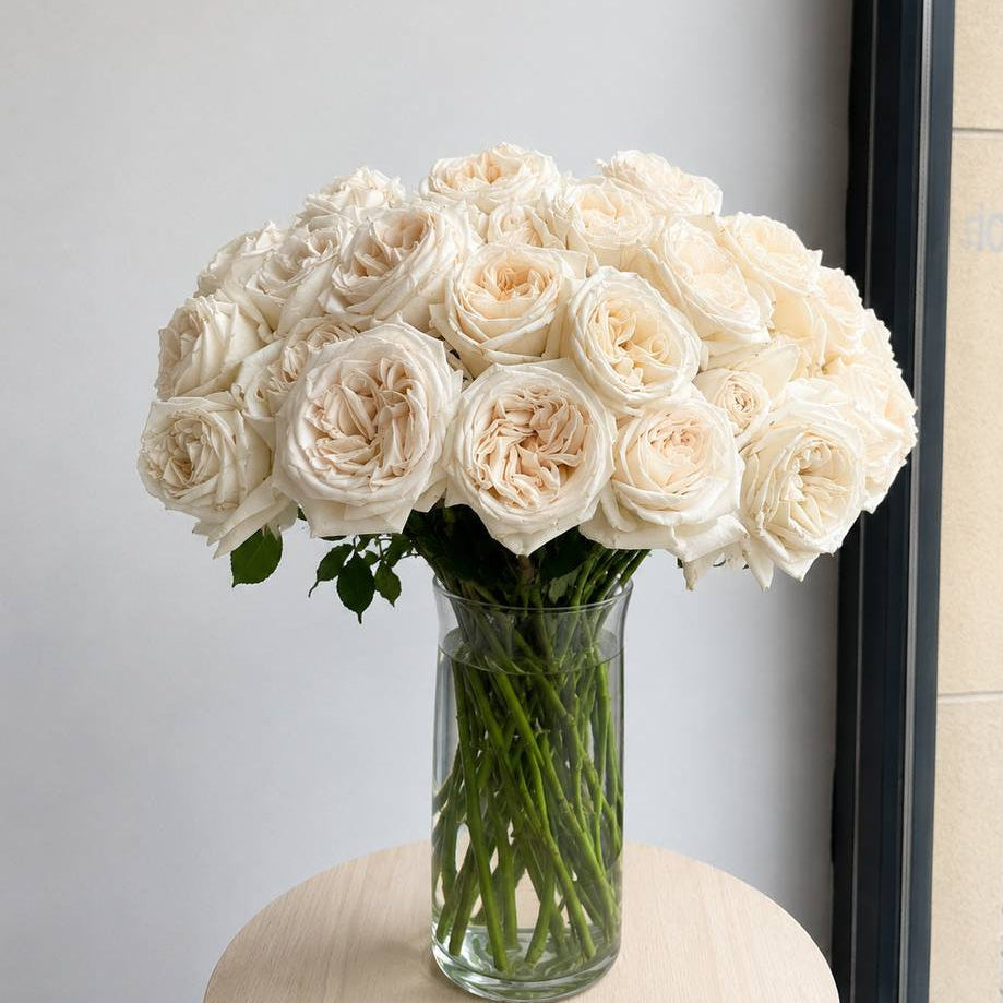 Roses White O'Hara