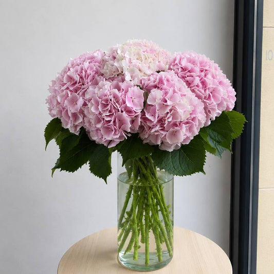 Hydrangea