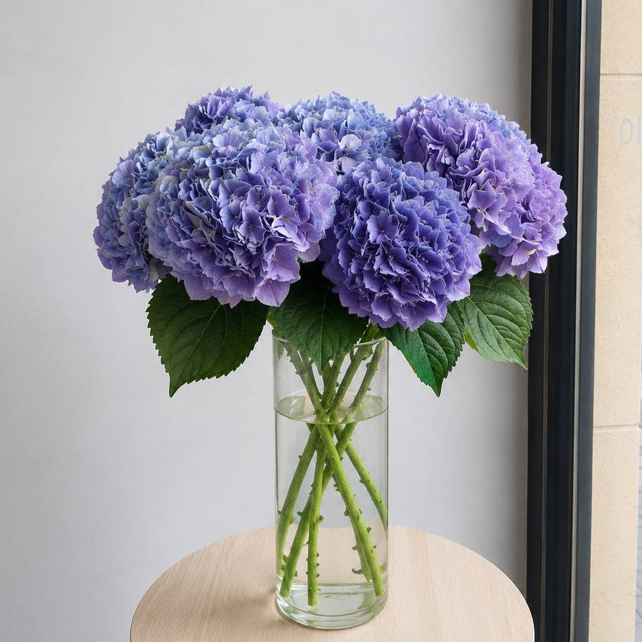 Hydrangea
