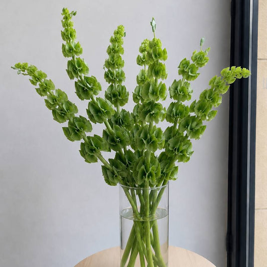 Moluccella