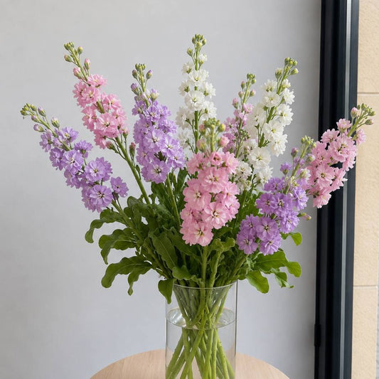 Matthiola mix