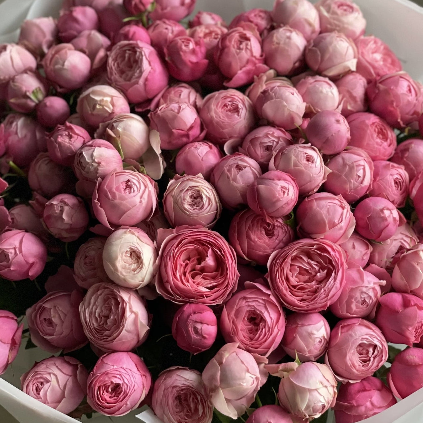 Spray roses Silva Pink