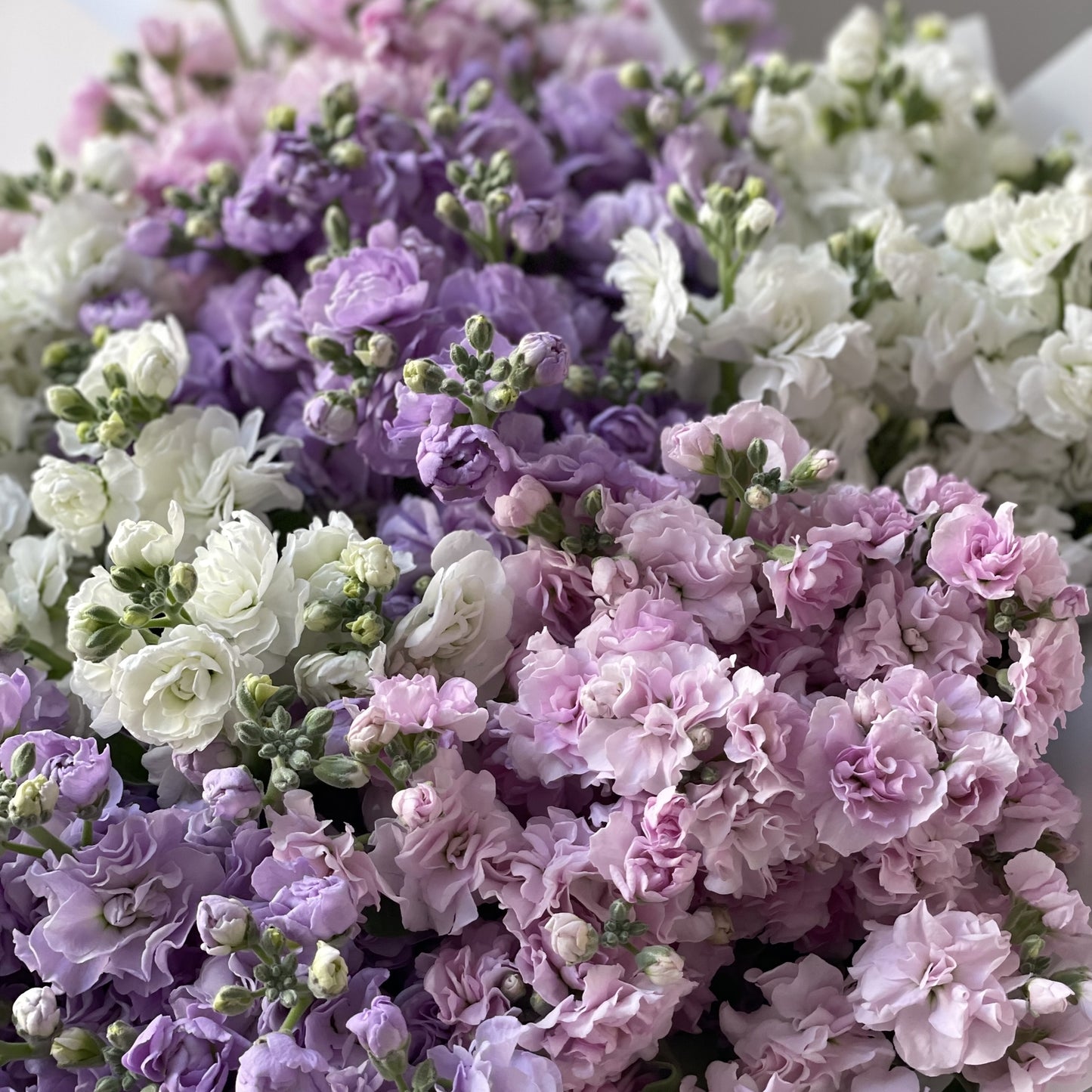 Matthiola mix